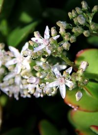 Close-up of white flowers