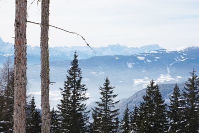 Pine trees on snowcapped mountains against sky