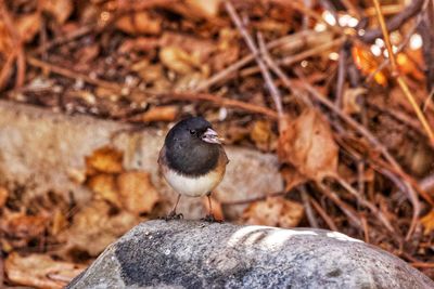 Close-up of bird perching outdoors