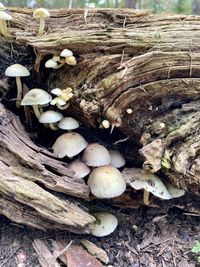 High angle view of mushrooms growing on field