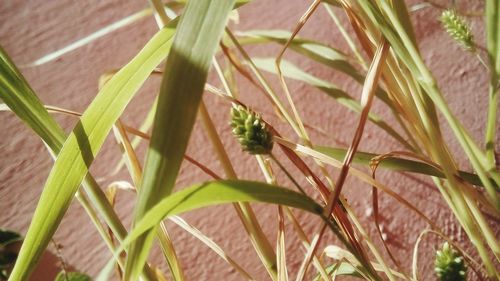 Close-up of plants growing on field