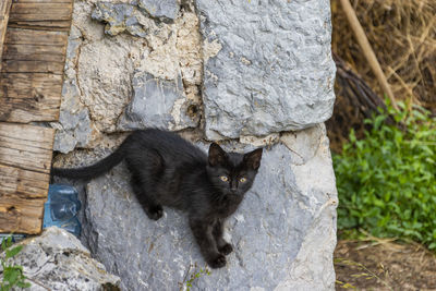 High angle view of black cat on rock