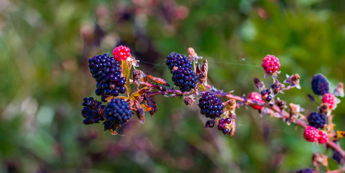 Close-up of fruits growing on tree