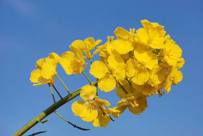 Low angle view of yellow flowering plant against clear blue sky