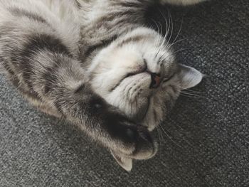 High angle view of cat sleeping