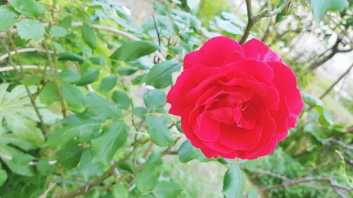 Close-up of red rose blooming outdoors