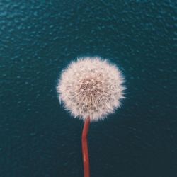 Close-up of dandelion flower