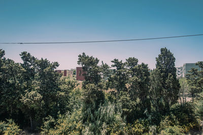 Trees and plants against clear sky