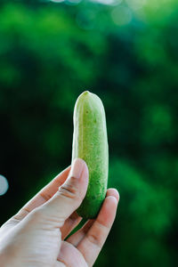 Cropped image of hand holding leaf