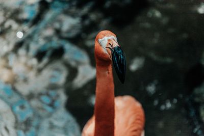 Close-up of bird