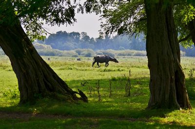 Horses in pasture