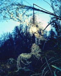 Low angle view of trees in forest against sky