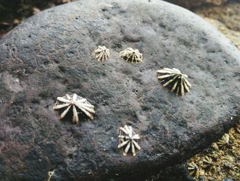 High angle view of leaf