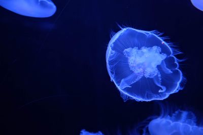 Close-up of jellyfish in sea