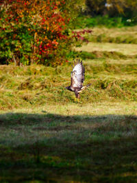 View of a mushroom on field