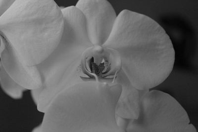 Close-up of flower against blurred background