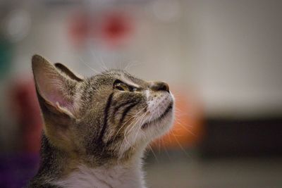 Close-up of a cat looking away