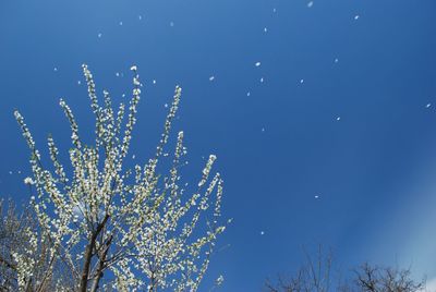 Low angle view of flower tree against clear blue sky