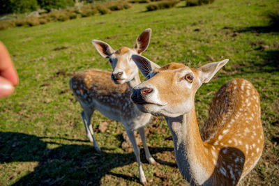 Close-up of deer on grass