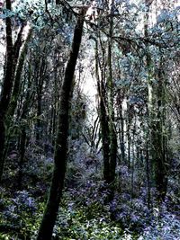 View of flowering trees in forest