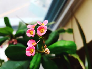 Close-up of pink flowers blooming outdoors