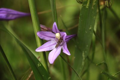 Close-up of insect on purple flower