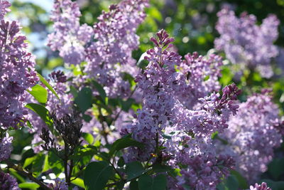 Close-up of purple flowering plant