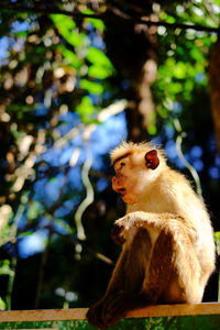Kandy national reserve has a group of monkeys at the entrance.