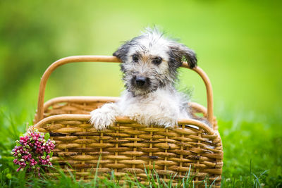 Close-up of a dog in basket