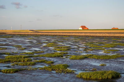 Scenic view of farm against sky