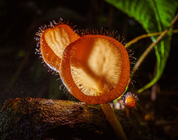 Close-up of mushroom growing on land