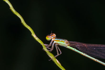 Close-up of damselfly on leaf against black background