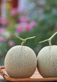 Close-up of fruit on plant