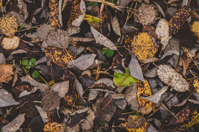 High angle view of dry leaves on field