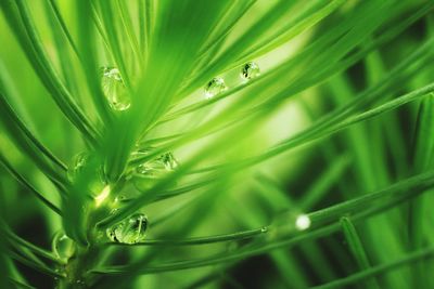 Close-up of dew on grass