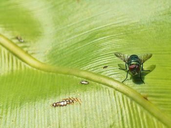 Close-up of insect on leaf