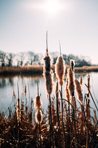 View of plants at lakeshore against sky