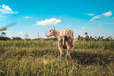 View of animal on field against sky