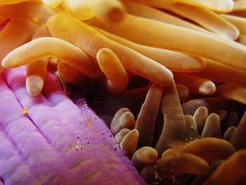 Full frame shot of colorful sea anemone