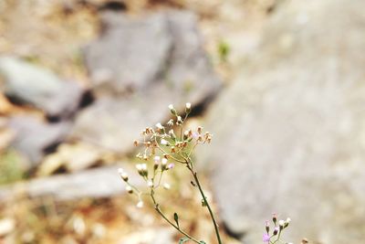 Close-up of flowers on branch