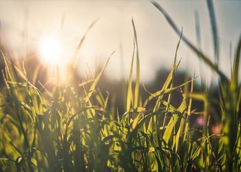 Close-up of fresh green plants in field against sky