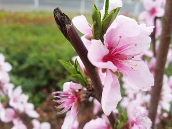 Close-up of pink flowers