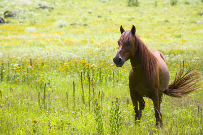 Portrait of red horse in the valley, svaneti, georgia