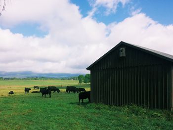 Cows grazing on grassy field against cloudy sky