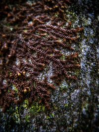 Full frame shot of tree trunk