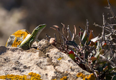 Close-up of green leaves on rock