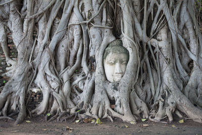 Buddha on banyan tree