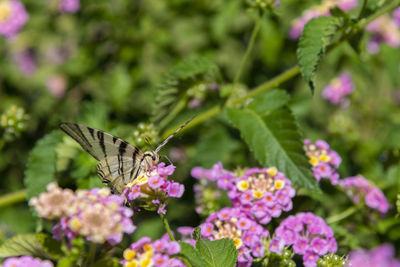 Butterfly pollinating on pink flower