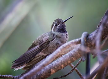 Close-up of bird perching on plant