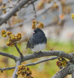 Little dark-eyed junco bird perch